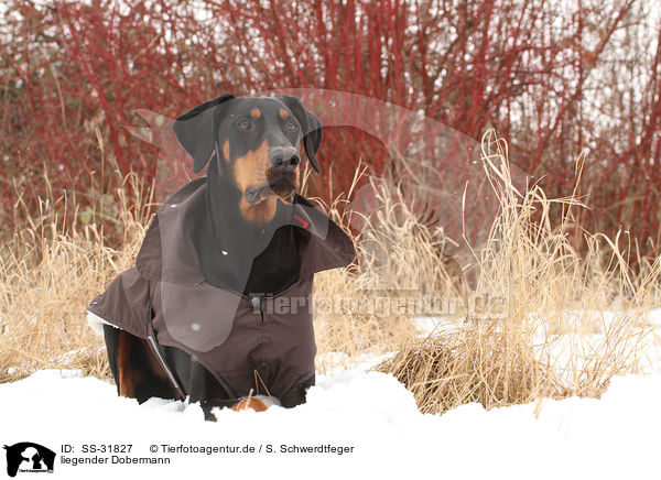 liegender Dobermann / lying Doberman Pinscher / SS-31827
