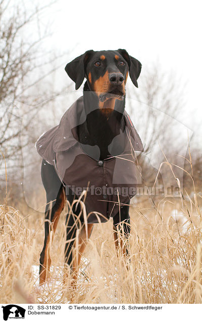 Dobermann / Doberman Pinscher / SS-31829