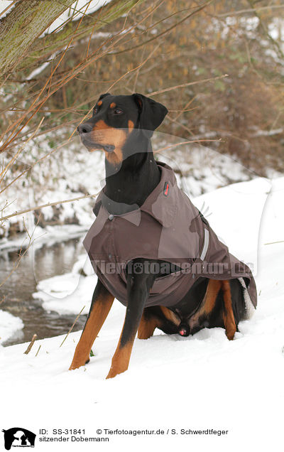 sitzender Dobermann / sitting Doberman Pinscher / SS-31841