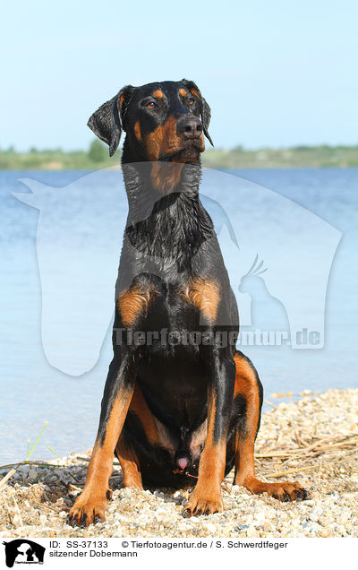 sitzender Dobermann / sitting Doberman Pinscher / SS-37133