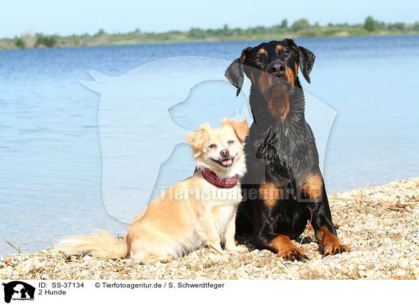 2 Hunde / 2 dogs / SS-37134