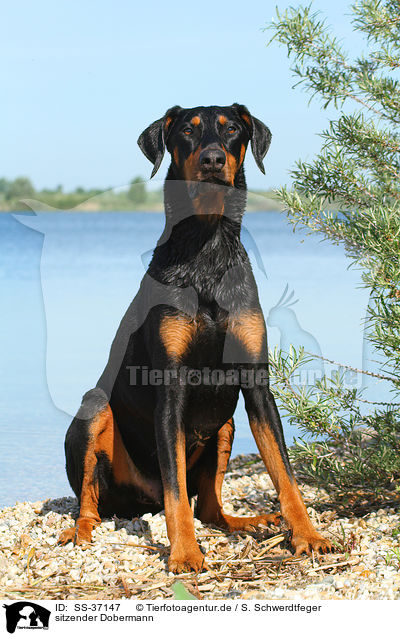 sitzender Dobermann / sitting Doberman Pinscher / SS-37147