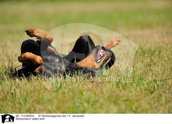 Dobermann wlzt sich / rolling Doberman Pinscher / YJ-08504