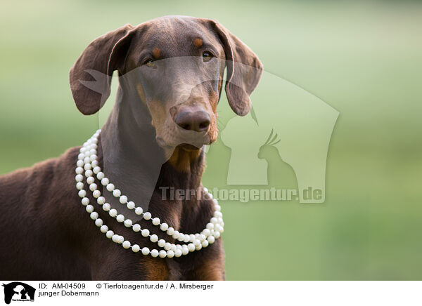 junger Dobermann / young Dobermann Pinscher / AM-04509