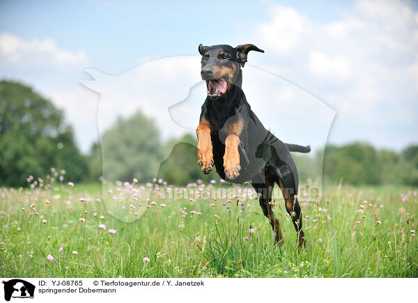springender Dobermann / YJ-08765