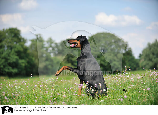 Dobermann gibt Pftchen / YJ-08772