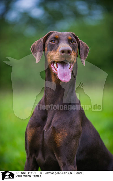 Dobermann Portrait / SST-14694