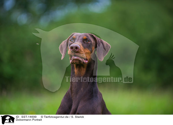 Dobermann Portrait / SST-14699
