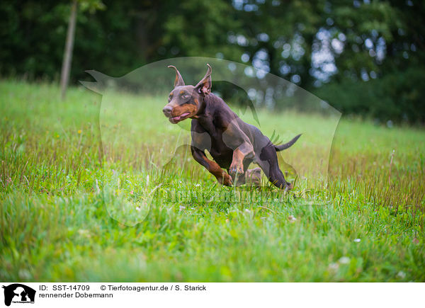 rennender Dobermann / SST-14709