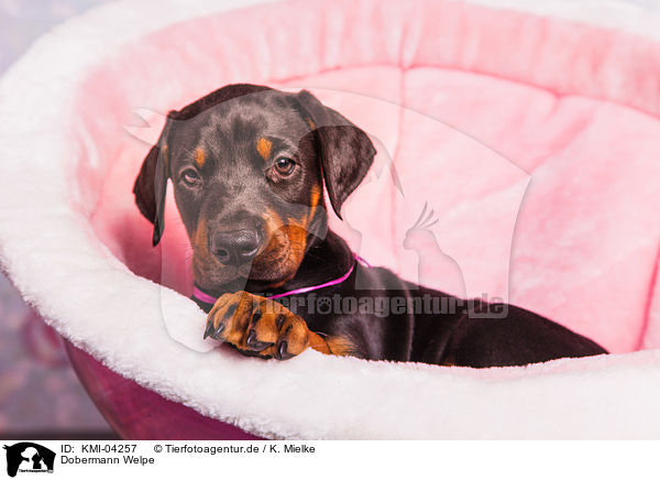 Dobermann Welpe / KMI-04257