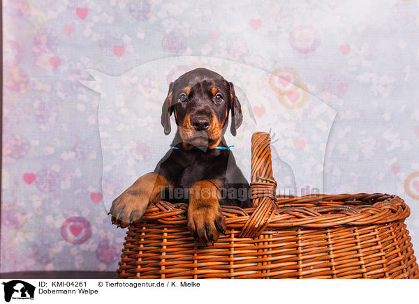 Dobermann Welpe / Doberman Pinscher Puppy / KMI-04261