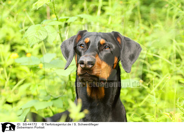 Dobermann Portrait / SS-44172