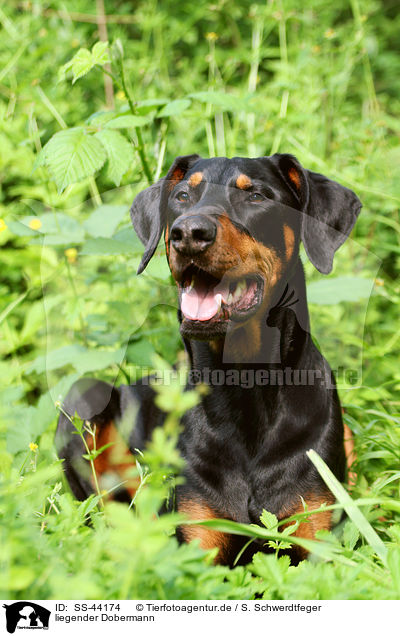 liegender Dobermann / SS-44174
