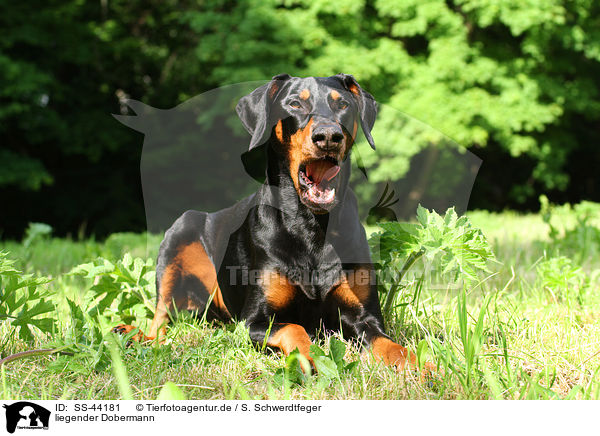 liegender Dobermann / SS-44181