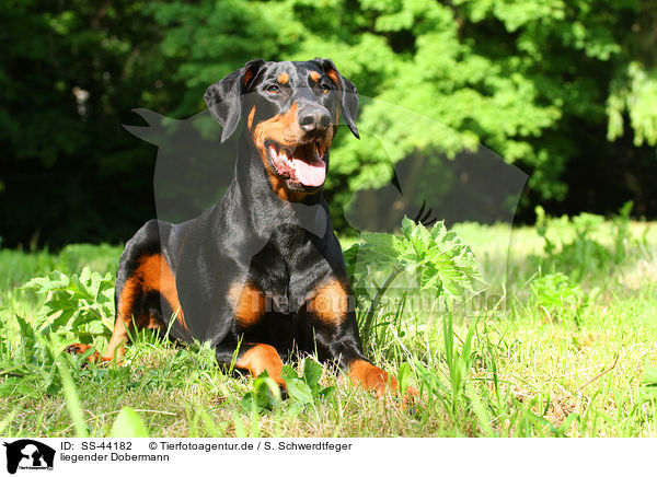 liegender Dobermann / SS-44182