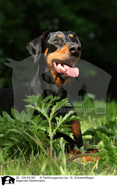 liegender Dobermann / SS-44185