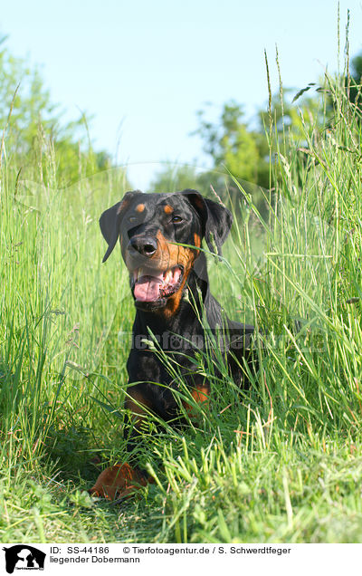 liegender Dobermann / SS-44186