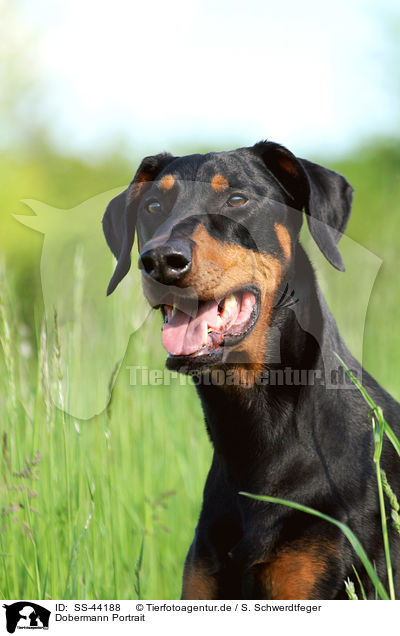 Dobermann Portrait / SS-44188