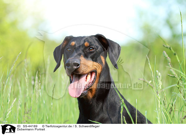 Dobermann Portrait / SS-44189