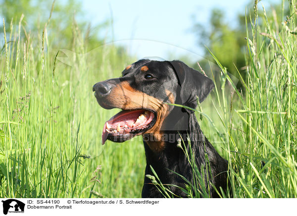 Dobermann Portrait / SS-44190