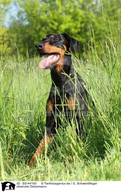 sitzender Dobermann / SS-44193