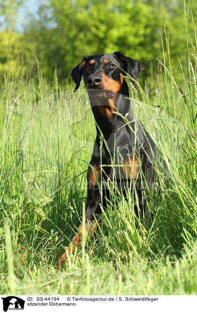 sitzender Dobermann / SS-44194