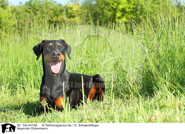 liegender Dobermann / SS-44196