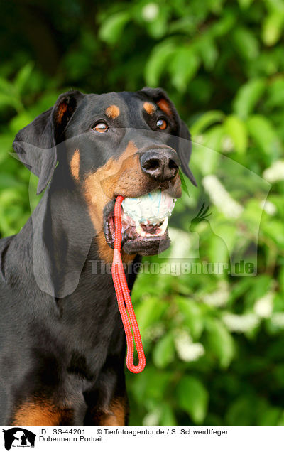 Dobermann Portrait / SS-44201