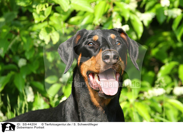 Dobermann Portrait / SS-44204