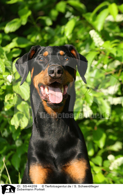 Dobermann Portrait / SS-44209