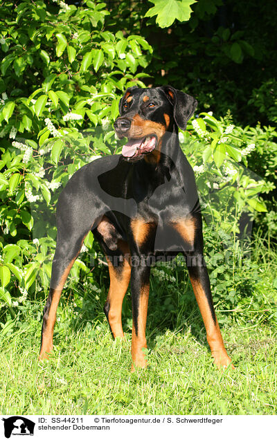 stehender Dobermann / SS-44211