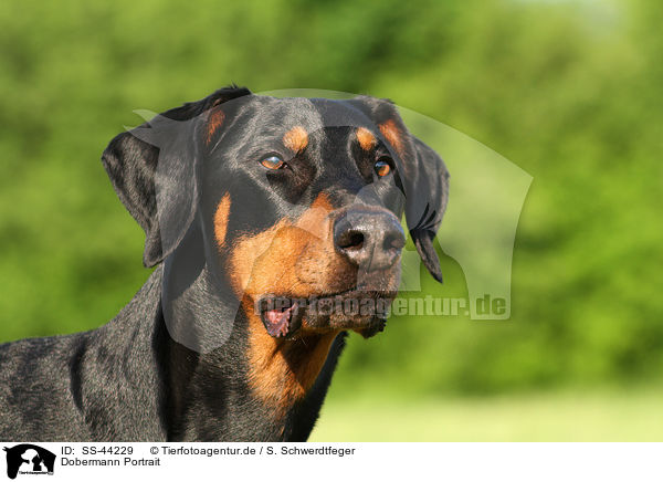 Dobermann Portrait / SS-44229