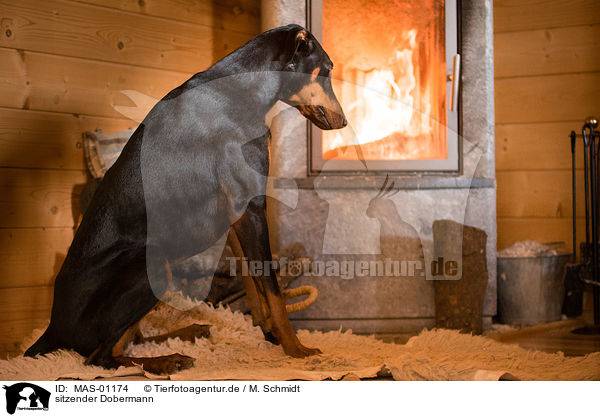 sitzender Dobermann / MAS-01174