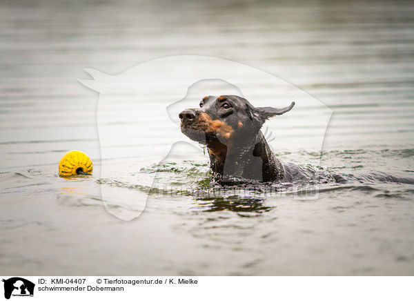 schwimmender Dobermann / KMI-04407