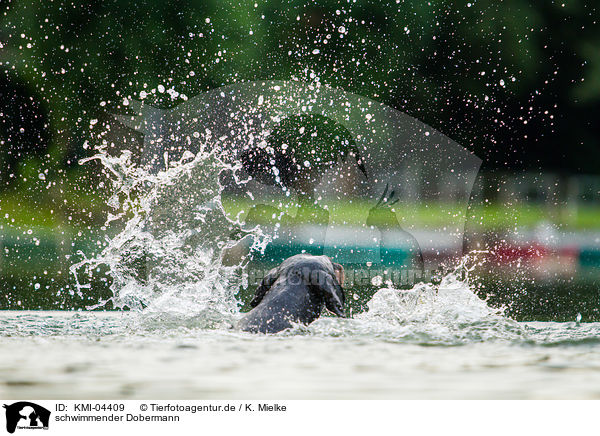 schwimmender Dobermann / KMI-04409