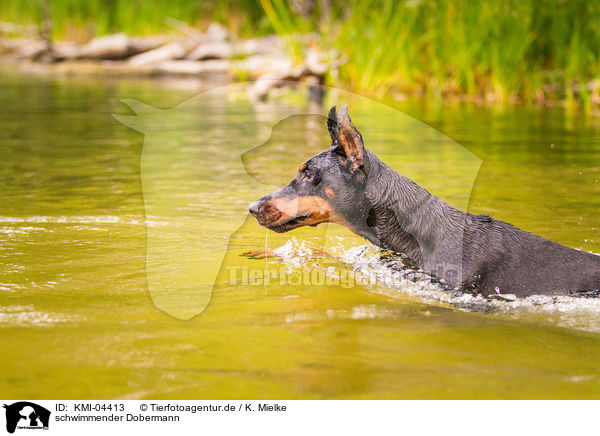 schwimmender Dobermann / KMI-04413