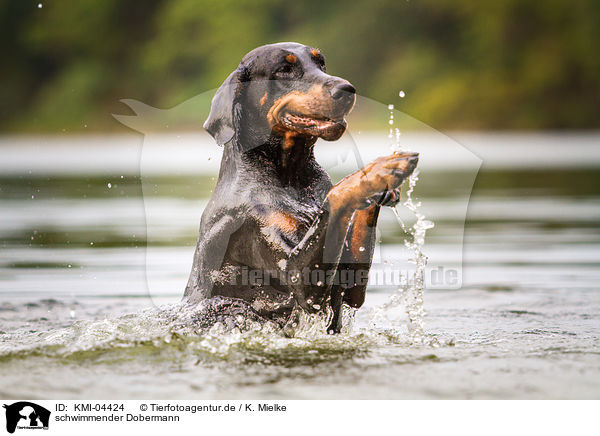 schwimmender Dobermann / KMI-04424