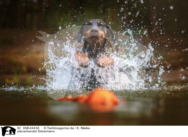 planschender Dobermann / splashing Doberman Pinscher / KMI-04439