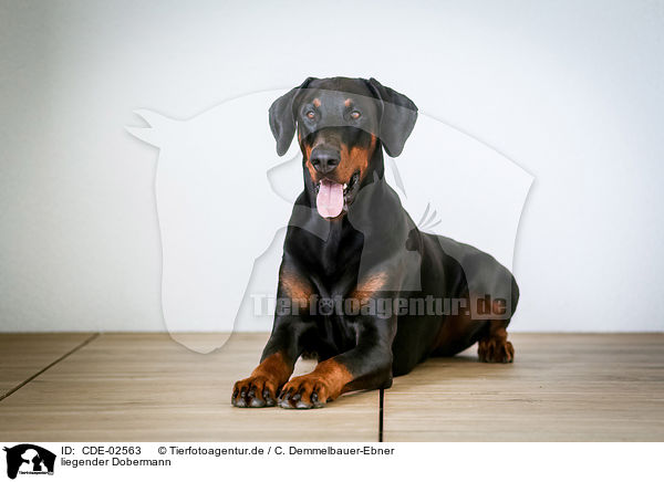 liegender Dobermann / lying Doberman Pinscher / CDE-02563