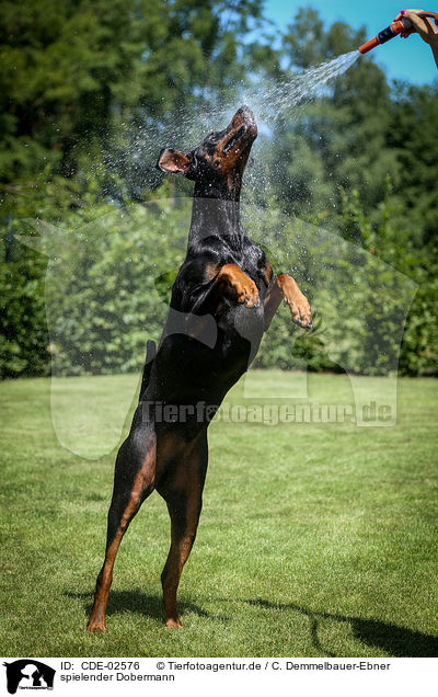 spielender Dobermann / playing Doberman Pinscher / CDE-02576