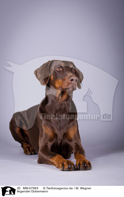 liegender Dobermann / MW-07865