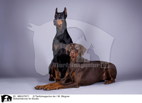 Dobermnner im Studio / MW-07871