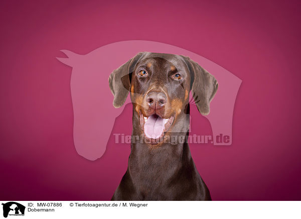 Dobermann / MW-07886