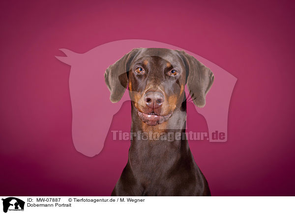 Dobermann Portrait / MW-07887