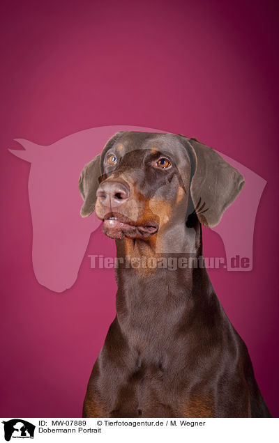 Dobermann Portrait / MW-07889