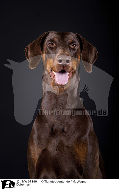Dobermann / MW-07896