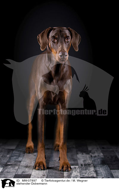 stehender Dobermann / MW-07897
