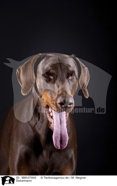 Dobermann / MW-07900