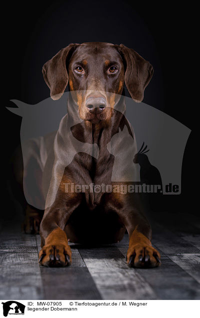 liegender Dobermann / lying Doberman Pinscher / MW-07905