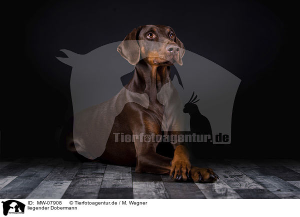 liegender Dobermann / MW-07908
